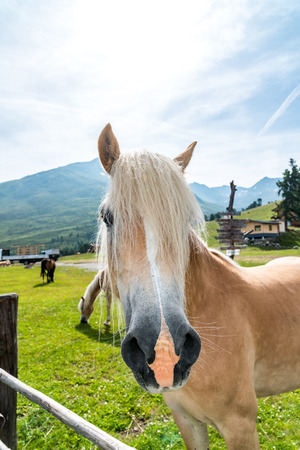 Close view on the beautiful brown horseの写真素材