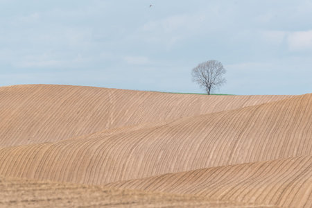 Large view on the brown field with rows