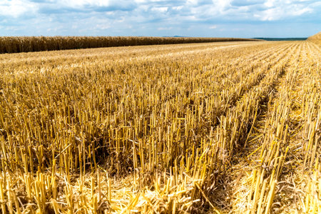 Large view on the field in summer seasonの写真素材