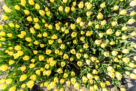 Close view on the tulips on the fieldの写真素材