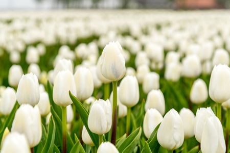 Close view on the tulips on the fieldの写真素材