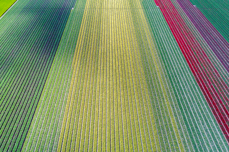Large view on the colorful tulip fieldの写真素材