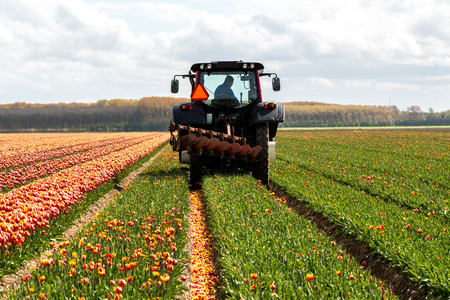 Large view on the tractor harvesting the tulips on the fieldの写真素材