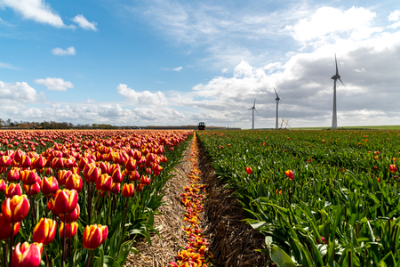 Large view on the windmills on the tulip fieldの写真素材