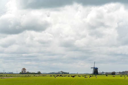 Large view on the cows and windmill on the fieldの写真素材