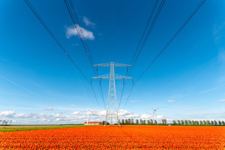 Large view on the modern high powerlines on the tulip field