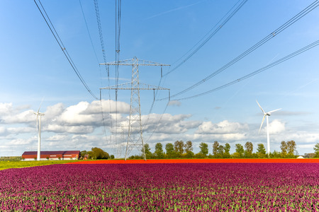 Large view on the modern high powerlines on the tulip fieldの写真素材