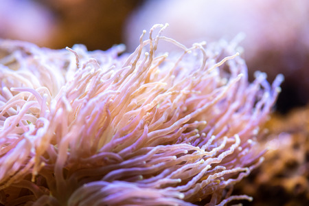 Close view on the small colorful polypの写真素材