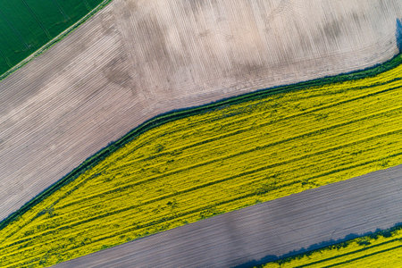 Aerial view on the large yellow colza field