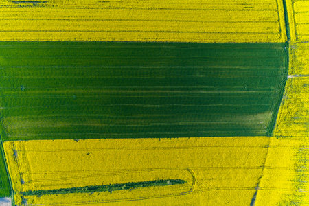 Aerial view on the large yellow colza field