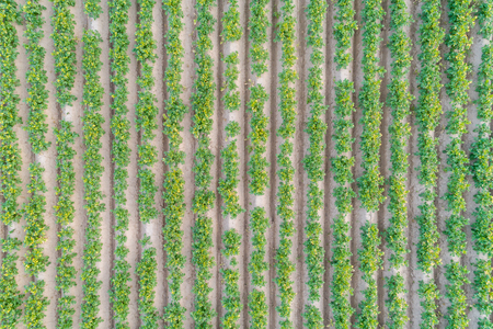 Aerial view on the large green potato fieldの写真素材