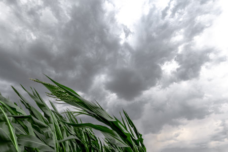 Large view on the dark sky above the green corn fieldの写真素材