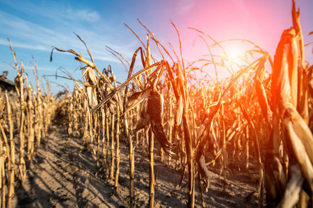 Destroyed corn field due to dramatic dry weather