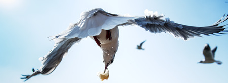 Red-billed Gullの写真素材
