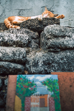 cat sleeping at rockの写真素材