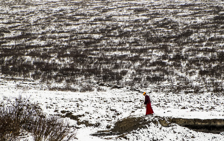 tibet seda at the snowの写真素材
