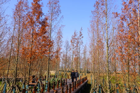 People walking on a bridge in a wetlandのeditorial素材