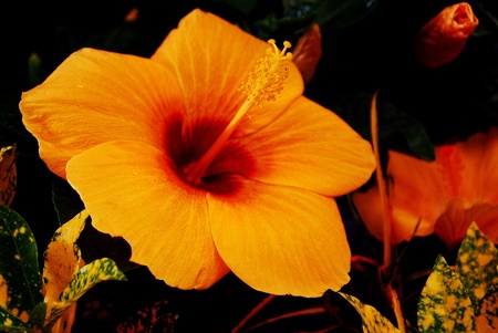 Yellow China roseの写真素材