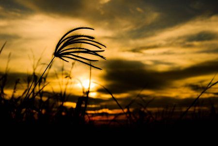 warm yellow sky with glass flowerの写真素材