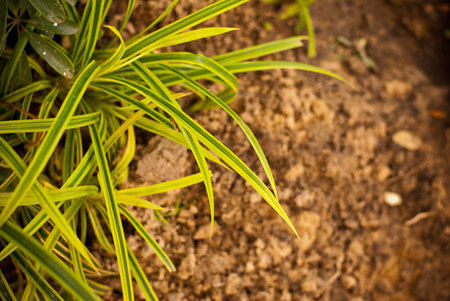 Abstract save the earth background - Green tree growing on piece of soil