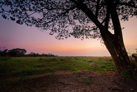 huge tree with beautiful twilight and green grass in large area landscapeの写真素材
