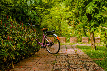 Pink bicycle is parking in the park with shallow depth of field and some red flowers in the warm weatherの写真素材