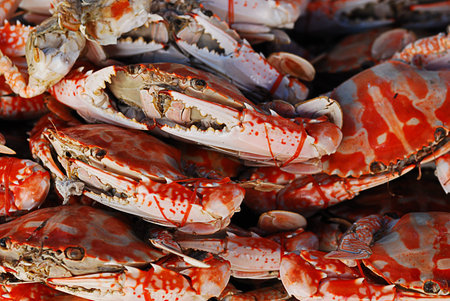 many red crab - undressed roasted crabs with rubber on the claws - Cooked Mud Crabの写真素材