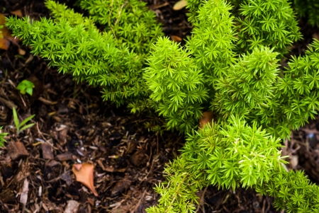 green plant grow up like a fern plant on the groundの写真素材