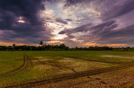 tropica ripe paddy farm landscape in storming sky - Fresh green wheat field