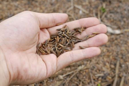 Rice - dry rice - Raw organic brown rice - Mood shot of rice grain - Brown rice in handの写真素材