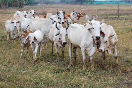 Many white cows with dry grass in the field - white cow on pastureの写真素材