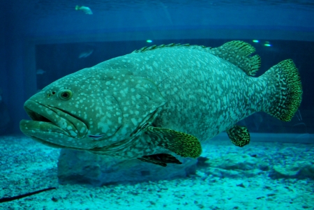 Giant fish - enormous fishの写真素材