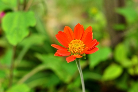 Beauty orange flowers with green leaves backgroundの写真素材