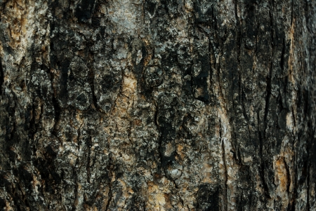 Wood background texture - worn wood slats - Trunk texture with a lot of cracksの写真素材