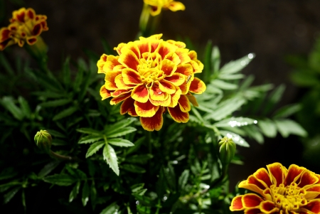 shining on yellow flower with black background - Closeup of beautiful yellow flowerの写真素材