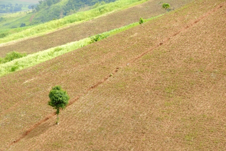 Alone tree on the incline dry mountain with straight lineの写真素材
