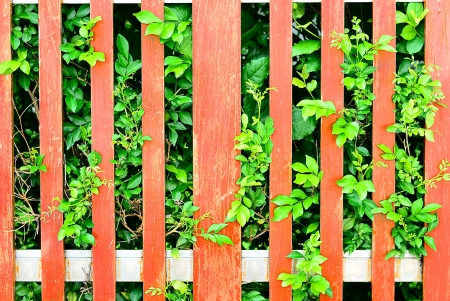 Natural background - Wooden fence with green plantsの写真素材