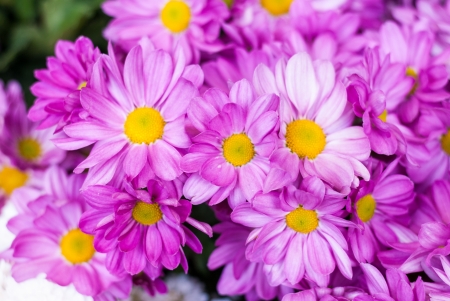Pink bush flowers - background and textureの写真素材