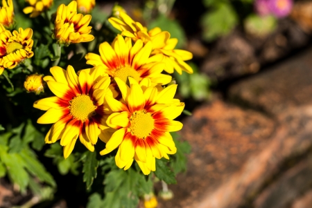 The yellow flowers on shiny day - Bright sun and yellow flowersの写真素材