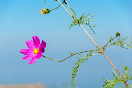 Pink flower with small branch - Closeup of beautiful pink flowerの写真素材