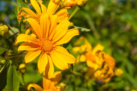 The yellow flower on shiny day - Bright sun and yellow flowersの写真素材