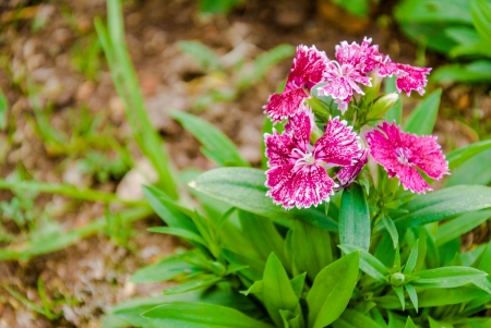 purple flowers with green leaves and some part of ground backgroundの写真素材