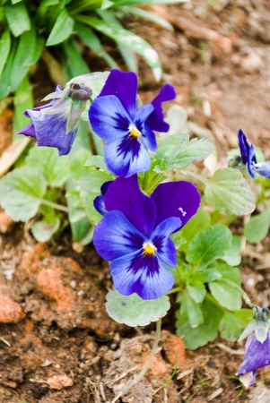 Blue or purple flower plants on the groundの写真素材