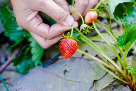 Fresh picked strawberries catch over strawberry plantsの写真素材