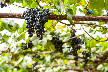 purple red grapes on the vine with green leaves - bunch of grapes on a field - grapevine - red grape...