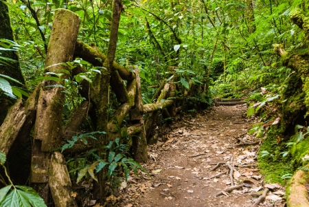 A scene looking and walk path straight into a dense tropical rain forest - jungle - Walking trail in tropical forest - Jungle forest scenic backgroundの写真素材