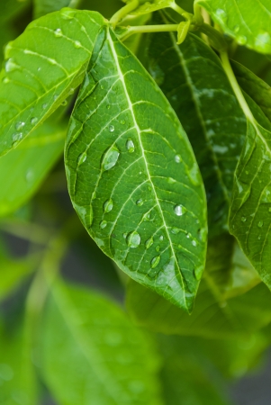 leafs with water dropの写真素材