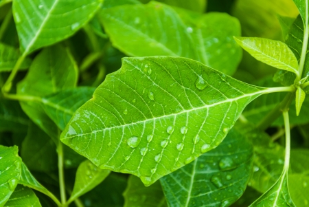 leafs with water drop - green leaves with waterの写真素材