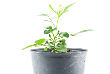 Home plant in pot isolated on white backgroundの写真素材