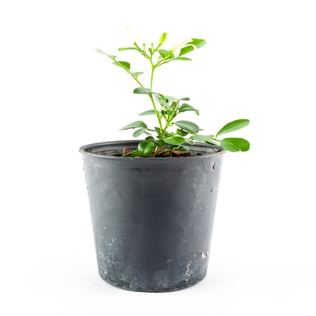 Home plant in pot isolated on white backgroundの写真素材